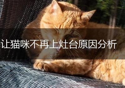 让猫咪不再上灶台原因分析