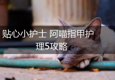 贴心小护士 阿喵指甲护理5攻略