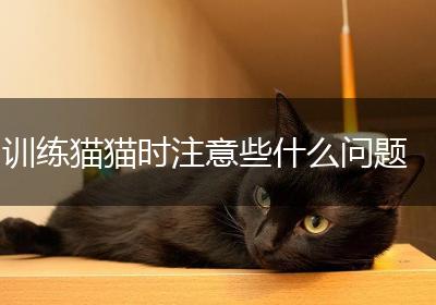 训练猫猫时注意些什么问题