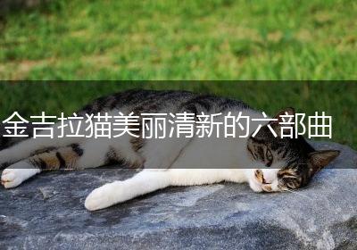 金吉拉猫美丽清新的六部曲