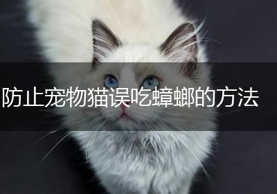 防止宠物猫误吃蟑螂的方法