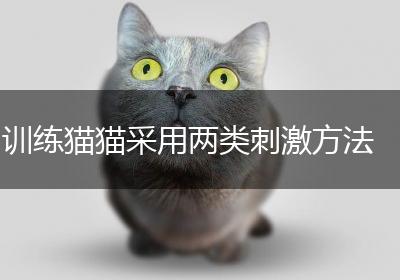 训练猫猫采用两类刺激方法