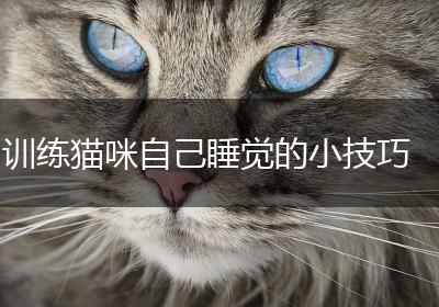 训练猫咪自己睡觉的小技巧