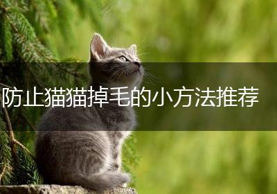防止猫猫掉毛的小方法推荐