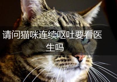 请问猫咪连续呕吐要看医生吗