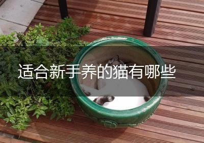 适合新手养的猫有哪些