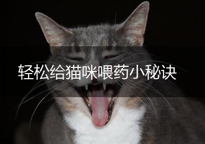 轻松给猫咪喂药小秘诀