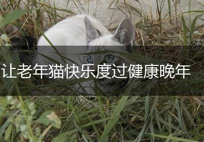 让老年猫快乐度过健康晚年