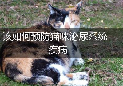 该如何预防猫咪泌尿系统疾病