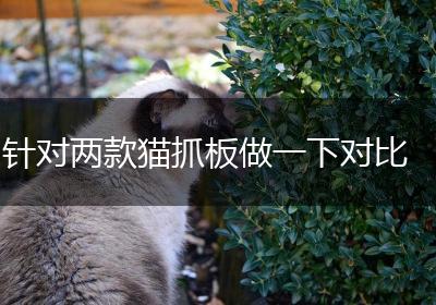 针对两款猫抓板做一下对比