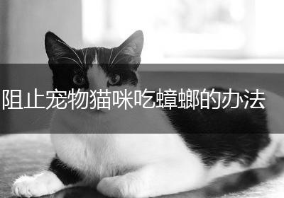 阻止宠物猫咪吃蟑螂的办法