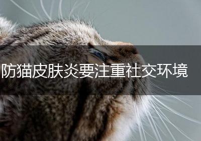 防猫皮肤炎要注重社交环境