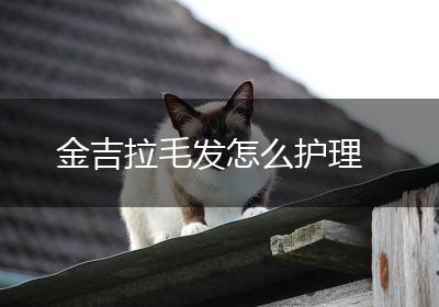 金吉拉毛发怎么护理