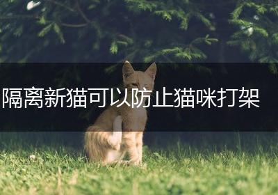隔离新猫可以防止猫咪打架