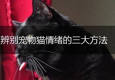 辨别宠物猫情绪的三大方法