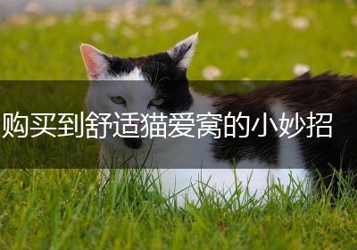 购买到舒适猫爱窝的小妙招