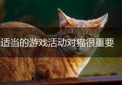 适当的游戏活动对猫很重要