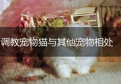 调教宠物猫与其他宠物相处