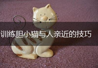 训练胆小猫与人亲近的技巧