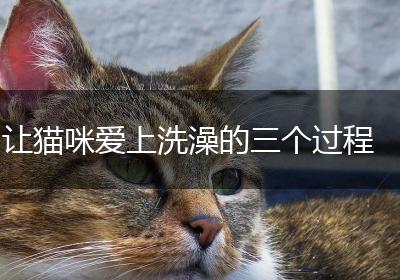 让猫咪爱上洗澡的三个过程