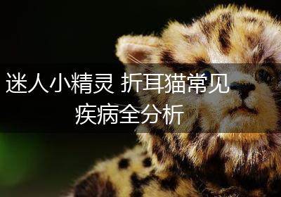 迷人小精灵 折耳猫常见疾病全分析