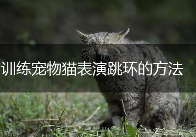 训练宠物猫表演跳环的方法