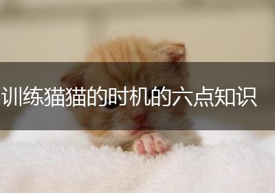 训练猫猫的时机的六点知识