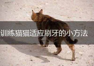 训练猫猫适应刷牙的小方法