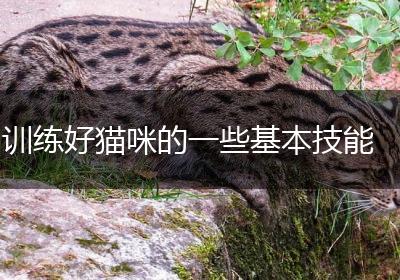 训练好猫咪的一些基本技能