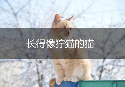 长得像狞猫的猫