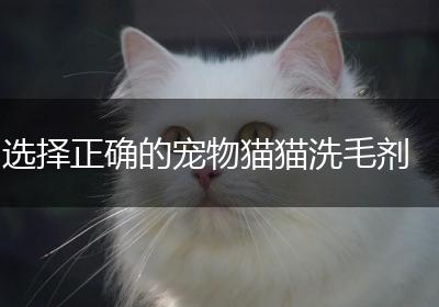 选择正确的宠物猫猫洗毛剂