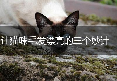 让猫咪毛发漂亮的三个妙计