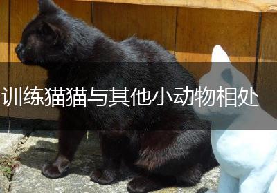 训练猫猫与其他小动物相处
