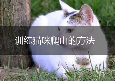 训练猫咪爬山的方法