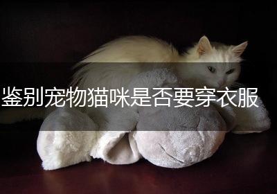 鉴别宠物猫咪是否要穿衣服