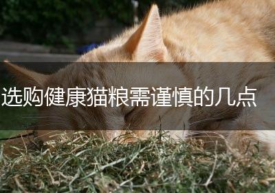 选购健康猫粮需谨慎的几点