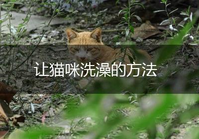 让猫咪洗澡的方法