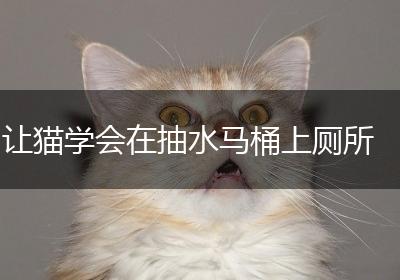 让猫学会在抽水马桶上厕所