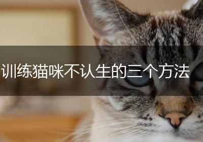 训练猫咪不认生的三个方法