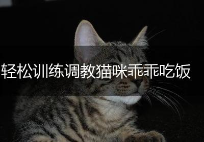 轻松训练调教猫咪乖乖吃饭