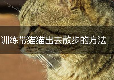 训练带猫猫出去散步的方法