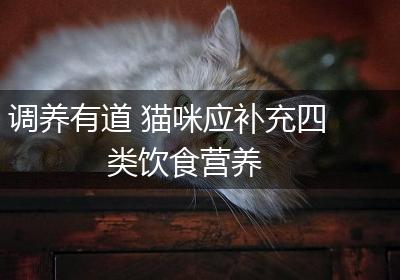 调养有道 猫咪应补充四类饮食营养