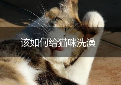该如何给猫咪洗澡
