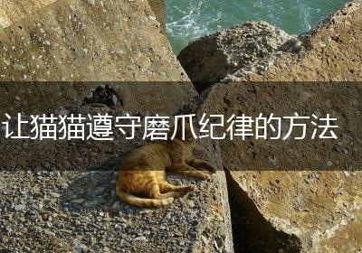 让猫猫遵守磨爪纪律的方法