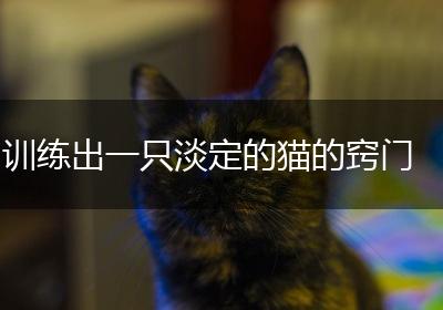 训练出一只淡定的猫的窍门