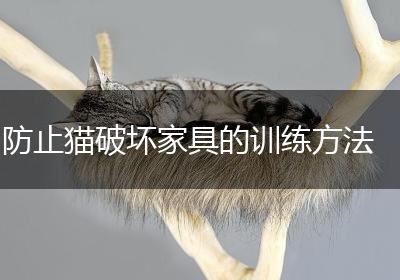 防止猫破坏家具的训练方法