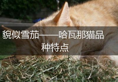 貌似雪茄——哈瓦那猫品种特点