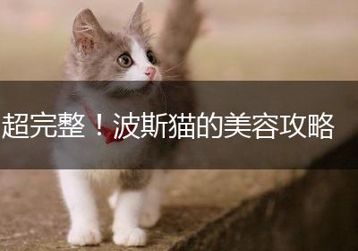 超完整！波斯猫的美容攻略