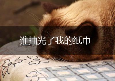 谁抽光了我的纸巾