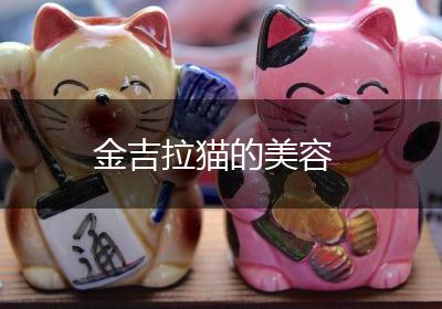 金吉拉猫的美容